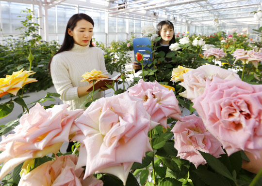 23일 오후 전라북도 완주군 국립원예특작과학원 온실에서 연구원들이 장미 새 품종 평가회에 앞서 장미들을 살펴보고 있다.      오는 24일부터 한국농수산식품유통공사(aT센터) 3층 세계로룸에서 장미사업단이 육성한 국산 장미 36품종과 새롭게 육성 중인 31 계통이 전시될 예정이다.